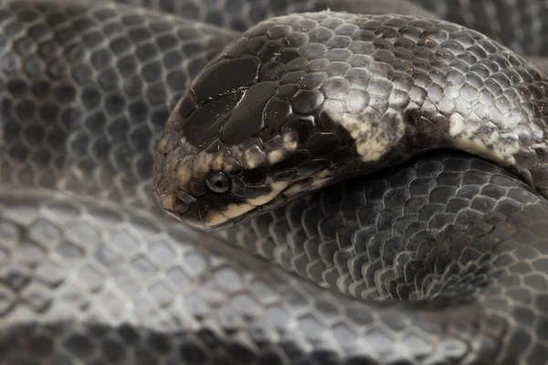 Sarı dudaklı deniz faresi (Laticauda colubrina), kuşaklı deniz krateri veya colubrine deniz faresi. beyaz arkaplan