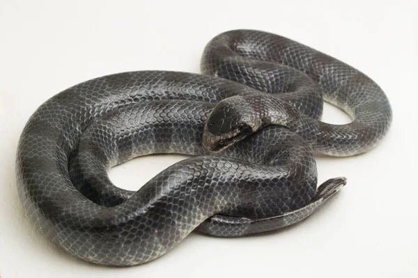 Den Gul Läppade Havet Krait Laticauda Colubrina Banded Havet Krait — Stockfoto