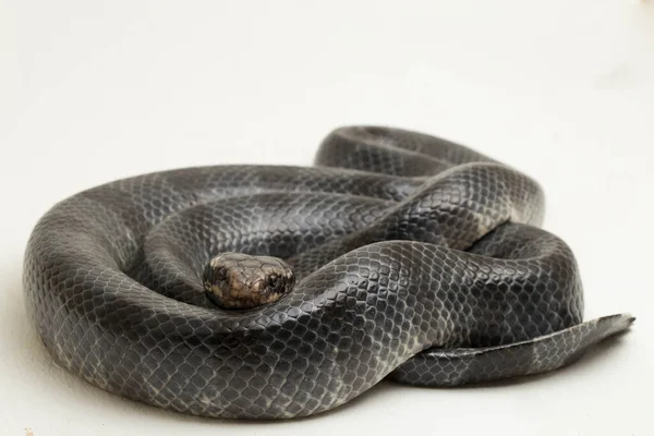 Yellow Lipped Sea Krait Laticauda Colubrina Banded Sea Krait Colubrine — Stock Photo, Image