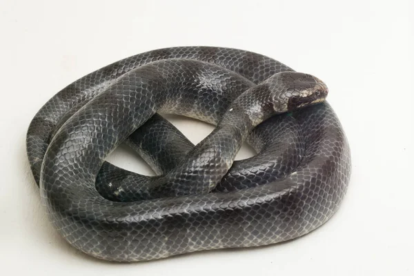 Den Gul Läppade Havet Krait Laticauda Colubrina Banded Havet Krait — Stockfoto