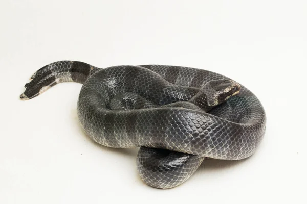 Geel Lipzeekrait Laticauda Colubrina Verbonden Zeekrait Colubrine Zeekrait Witte Achtergrond — Stockfoto