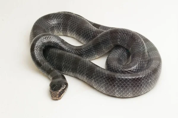 Den Gul Läppade Havet Krait Laticauda Colubrina Banded Havet Krait — Stockfoto