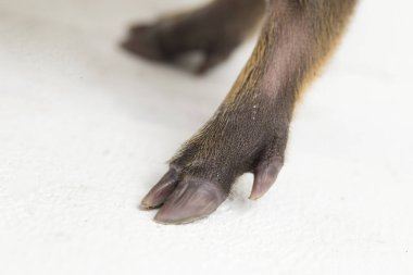 Endonezya yaban domuzu (Sus scrofa vittatus) olarak da bilinir.