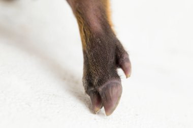 Endonezya yaban domuzu (Sus scrofa vittatus) olarak da bilinir.