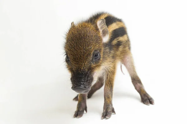 Baby Banded Pig Sus Scrofa Vittatus Also Known Indonesian Wild — Stock Photo, Image