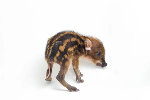 Das Babybandschwein Sus Scrofa Vittatus Auch Als Indonesisches Wildschwein Bekannt — Stockfoto