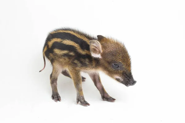 Baby Banded Pig Sus Scrofa Vittatus Also Known Indonesian Wild — Stock Photo, Image