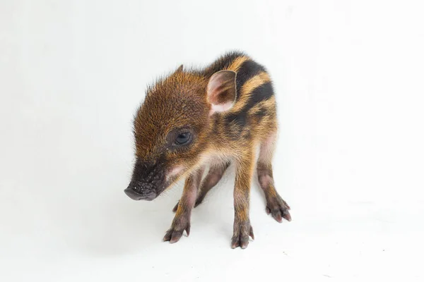 Das Babybandschwein Sus Scrofa Vittatus Auch Als Indonesisches Wildschwein Bekannt — Stockfoto