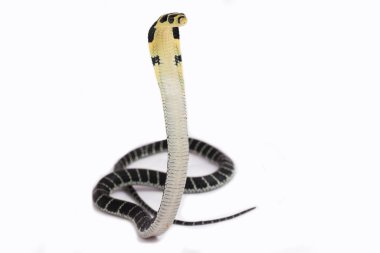 Bebek Kral Kobra (Ophiophagus Hannah), Güney Asya 'da yaşayan zehirli bir yılan. beyaz arkaplan