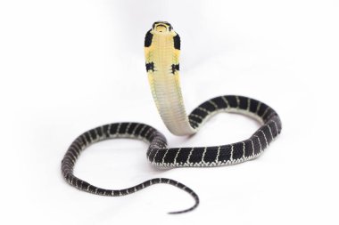 Bebek Kral Kobra (Ophiophagus Hannah), Güney Asya 'da yaşayan zehirli bir yılan. beyaz arkaplan