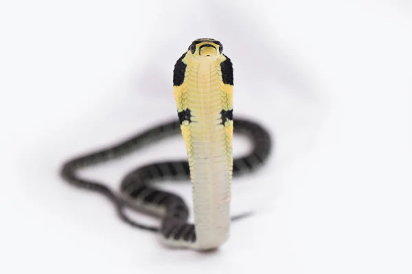 婴儿眼镜蛇王 Ophiphagus Hannah 一种原产于南亚的毒蛇 关于白人背景 — 图库照片