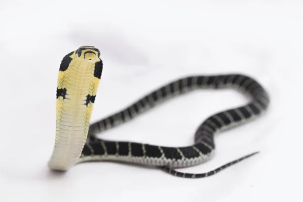Königskobra Ophiophagus Hannah Eine Giftige Schlange Aus Südasien Auf Weißem — Stockfoto