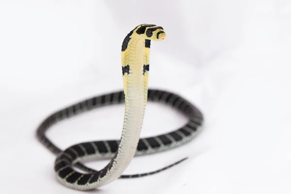 Bébé Cobra Ophiophagus Hannah Serpent Venimeux Originaire Asie Sud Sur — Photo