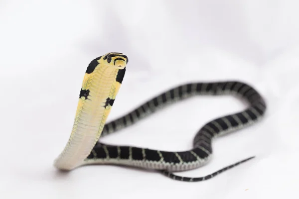 Bebê Rei Cobra Ophiophagus Hannah Uma Cobra Venenosa Nativa Sul — Fotografia de Stock