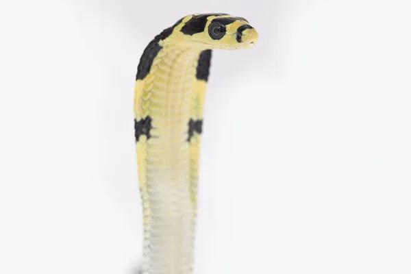 Король Кобра Ophiophagus Hannah Отруйна Змія Родом Південної Азії Білому — стокове фото