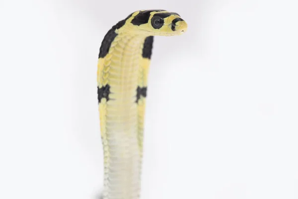 Baby King Cobra Ophiophagus Hannah Poisonous Snake Native Southern Asia — Stock Photo, Image