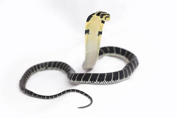 婴儿眼镜蛇王 Ophiphagus Hannah 一种原产于南亚的毒蛇 关于白人背景 — 图库照片