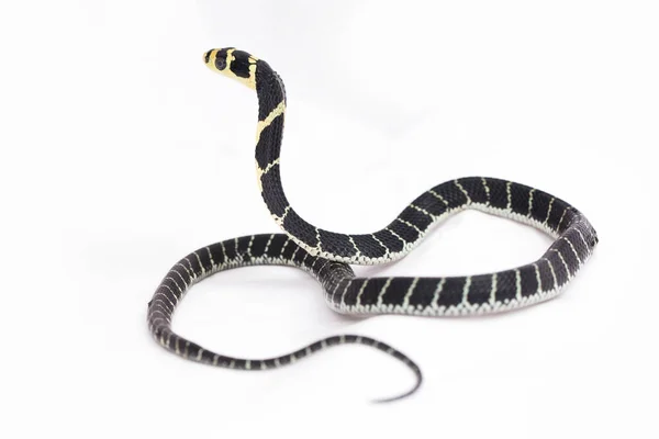 Bebê Rei Cobra Ophiophagus Hannah Uma Cobra Venenosa Nativa Sul — Fotografia de Stock