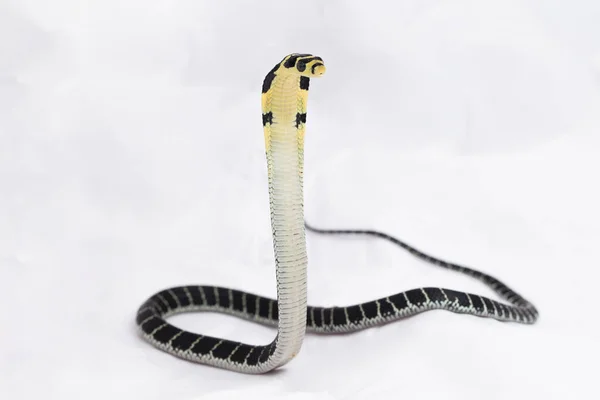 Bebê Rei Cobra Ophiophagus Hannah Uma Cobra Venenosa Nativa Sul — Fotografia de Stock