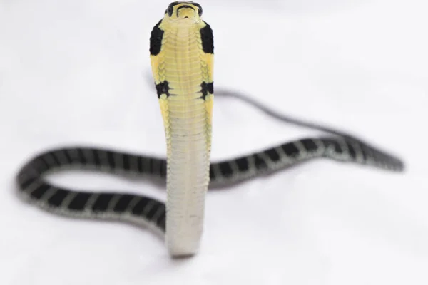 Король Кобра Ophiophagus Hannah Отруйна Змія Родом Південної Азії Білому — стокове фото