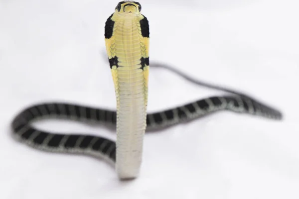 Baby King Cobra Ophiophagus Hannah Een Giftige Slang Afkomstig Uit — Stockfoto