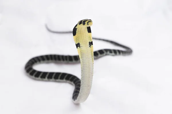 Baby King Cobra Ophiophagus Hannah Giftig Orm Infödd Södra Asien — Stockfoto