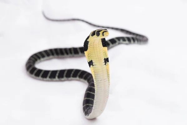 Bebê Rei Cobra Ophiophagus Hannah Uma Cobra Venenosa Nativa Sul — Fotografia de Stock