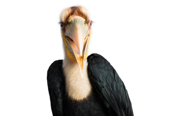 Close Wreathed Hornbill Bird Aceros Undulatus White Background — Stock Photo, Image