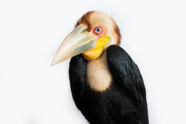 Close Wreathed Hornbill Bird Aceros Undulatus White Background — Stock Photo, Image