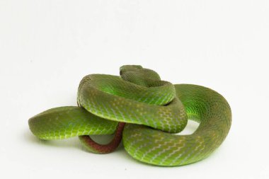 Beyaz dudaklı Yeşil Çukur Yılanı (trimeresurus albolabris) beyaz arka planda izole edilmiş