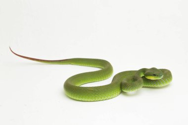 Beyaz dudaklı Yeşil Çukur Yılanı (trimeresurus albolabris) beyaz arka planda izole edilmiş