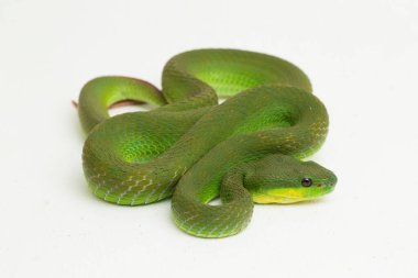 Beyaz dudaklı Yeşil Çukur Yılanı (trimeresurus albolabris) beyaz arka planda izole edilmiş