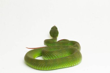 Beyaz dudaklı Yeşil Çukur Yılanı (trimeresurus albolabris) beyaz arka planda izole edilmiş