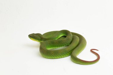 Beyaz dudaklı Yeşil Çukur Yılanı (trimeresurus albolabris) beyaz arka planda izole edilmiş