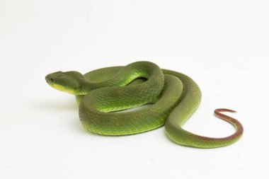 Beyaz dudaklı Yeşil Çukur Yılanı (trimeresurus albolabris) beyaz arka planda izole edilmiş