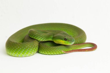 Beyaz dudaklı Yeşil Çukur Yılanı (trimeresurus albolabris) beyaz arka planda izole edilmiş