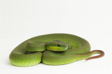 Beyaz dudaklı Yeşil Çukur Yılanı (trimeresurus albolabris) beyaz arka planda izole edilmiş