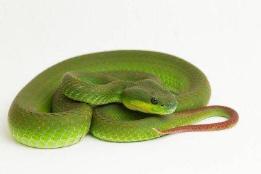 Beyaz dudaklı Yeşil Çukur Yılanı (trimeresurus albolabris) beyaz arka planda izole edilmiş