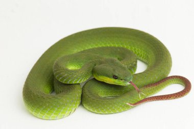 Beyaz dudaklı Yeşil Çukur Yılanı (trimeresurus albolabris) beyaz arka planda izole edilmiş
