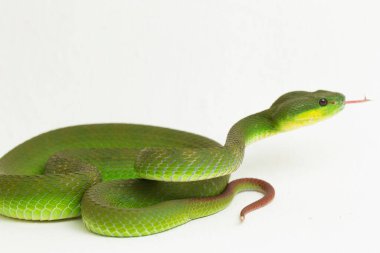 Beyaz dudaklı Yeşil Çukur Yılanı (trimeresurus albolabris) beyaz arka planda izole edilmiş