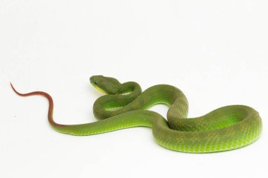 Beyaz dudaklı Yeşil Çukur Yılanı (trimeresurus albolabris) beyaz arka planda izole edilmiş