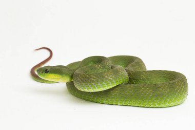 Beyaz dudaklı Yeşil Çukur Yılanı (trimeresurus albolabris) beyaz arka planda izole edilmiş