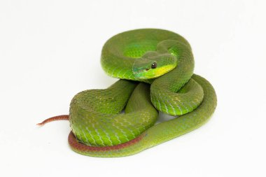 Beyaz dudaklı Yeşil Çukur Yılanı (trimeresurus albolabris) beyaz arka planda izole edilmiş
