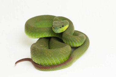 Beyaz dudaklı Yeşil Çukur Yılanı (trimeresurus albolabris) beyaz arka planda izole edilmiş