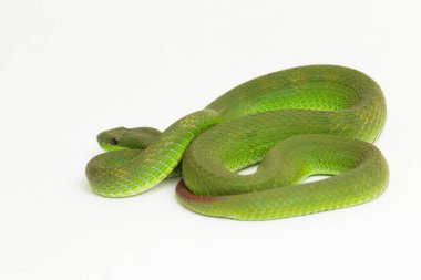 Beyaz dudaklı Yeşil Çukur Yılanı (trimeresurus albolabris) beyaz arka planda izole edilmiş