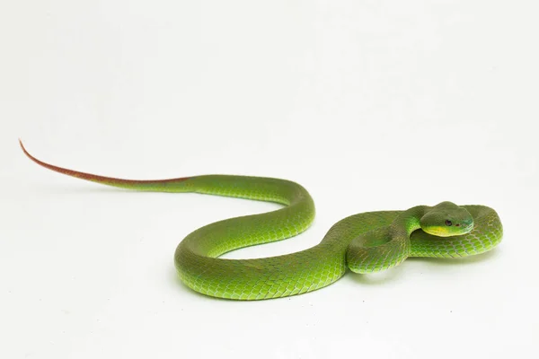 在白色背景下隔离的白唇绿嘴毒蛇 Trimeresurus Albolabris — 图库照片