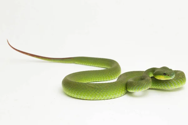 Sluiten Wit Lipvioolslang Trimeresurus Albolabris Geïsoleerd Witte Achtergrond — Stockfoto