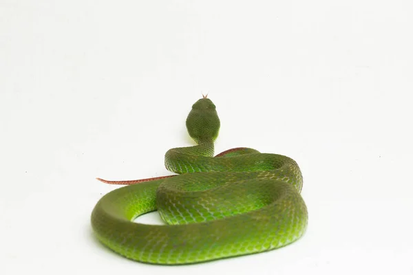 Nahaufnahme Weißlippennatter Trimeresurus Albolabris Isoliert Auf Weißem Hintergrund — Stockfoto