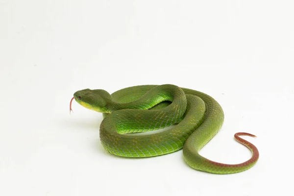 Close White Lipped Green Pit Viper Serpente Trimeresurus Albolabris Isolado — Fotografia de Stock