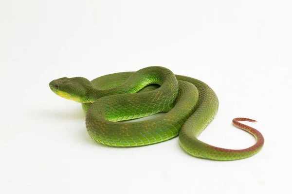 閉じる白い背景に隔離された白い唇の緑のピットバイパーヘビ Trimeresurus Albolabris — ストック写真